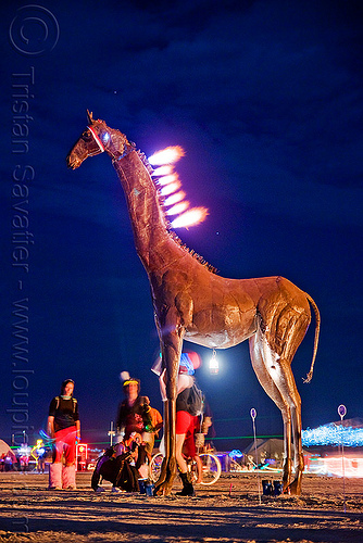 burning man - zarafa - burning giraffe sculpture, art installation, burning giraffe, burning man at night, eric ringsby, fire, sculpture, zarafa