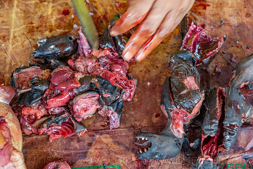 butcher cutting the carcass of a fruit bat, bat meat, black flying foxes, black fruit bats, bushmeat, hands, meat market, meat shop, pteropus alecto, raw meat, singed