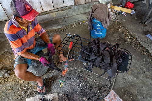 butcher singeing fruit bats wings with a blowtorch, bat meat, bat wings, black flying foxes, black fruit bats, blowtorch, bushmeat, meat market, meat shop, pteropus alecto, raw meat, singed, singeing