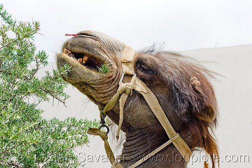 camel eating bush - nubra valley - ladakh (india), camel herd, double hump camel, hundar, ladakh, nubra valley