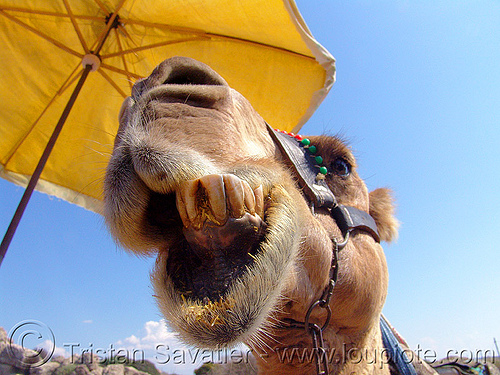 camel head - regurgitating and rechewing partially digested cud, camel, chewing, head, mouth, regurgitate, regurgitating, teeth, working animal, yellow umbrella