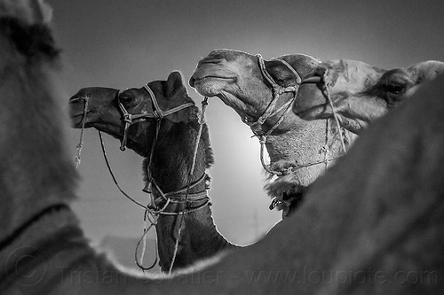 camel heads (india), double hump camels, heads, hindu pilgrimage, hinduism, kumbh mela, night