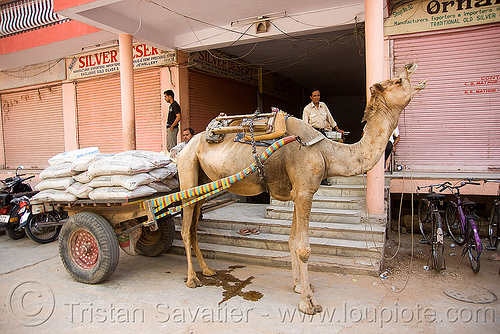 camel - jaipur (india), camel, india, jaipur, working animal