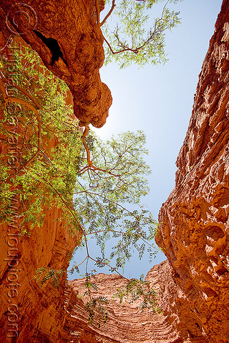 canyon - tree - garganta del diablo - quebrada de las conchas, near cafayate (argentina), argentina, calchaquí valley, canyon, cliffs, garganta del diablo, landscape, noroeste argentino, quebrada de cafayate, quebrada de las conchas, rock, tree, valles calchaquíes