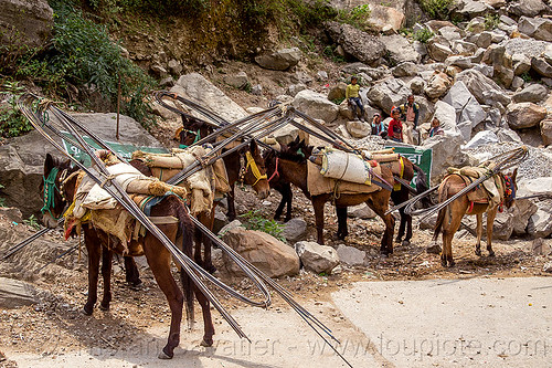 caravan of pack horses carrying rebars (india), alaknanda valley, caravan, carrying, govindghat, india, mountains, mules, pack animals, pack horses, rebars, road, working animals