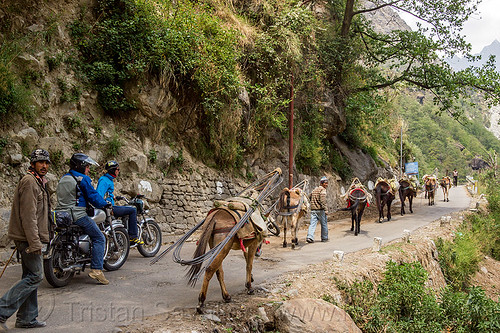 caravan of pack horses carrying rebars on mountain road (india), alaknanda valley, caravan, carrying, govindghat, motorcycle touring, motorcycles, mountains, mules, pack animals, pack horses, rebars, road, royal enfield bullet, working animals