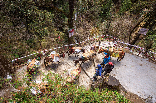 caravan of pack mules on the steps of the yamunotri trail (india), caravan, men, mules, pack animals, pack horses, treking, working animals, yamunotri trail, yamunotri trek
