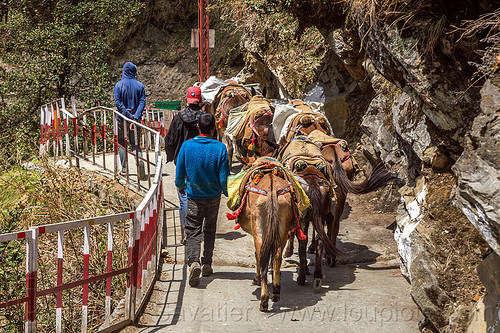 caravan of pack mules on the yamunotri trail (india), caravan, men, mules, pack animals, pack horses, treking, working animals, yamunotri trail, yamunotri trek