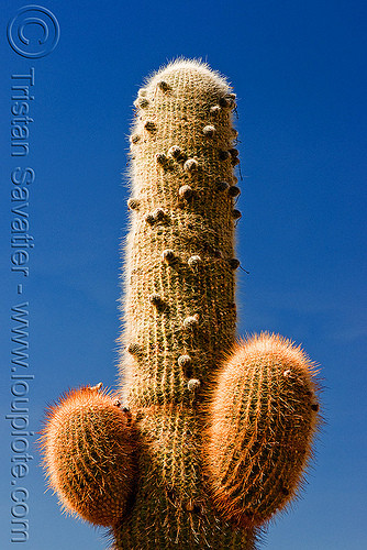 cardon cactus (argentina), argentina, argentine saguaro, big, blue sky, cardon grande cactus, cardón, echinopsis atacamensis, echinopsis terscheckii, large, noroeste argentino