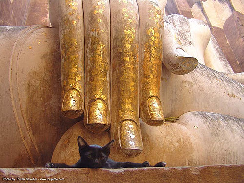 cat and giant buddha hand - ลูกแมว - พระพุทธรูป - kitten - วัดศรีชุม - wat si chum - อุทยาน ประวัติศาสตร์ สุโขทัย - เมือง เก่า สุโขทัย - sukhothai - thailand, black kitten, buddha image, buddha statue, buddhism, buddhist temple, cat, fingers, giant buddha, gilded, hand, sculpture, skinny, sukhothai, wat si chum, พระพุทธรูป, วัดศรีชุม, อุทยาน ประวัติศาสตร์ สุโขทัย, เมือง เก่า สุโขทัย