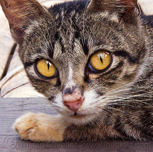 cat with big yellow eyes, annah rais, borneo, head, kitten, malaysia, tabby cat, whiskers, yellow eyes