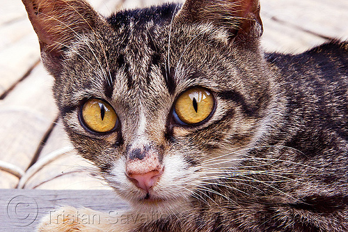 cat with big yellow eyes, annah rais, borneo, head, kitten, malaysia, tabby cat, whiskers, yellow eyes