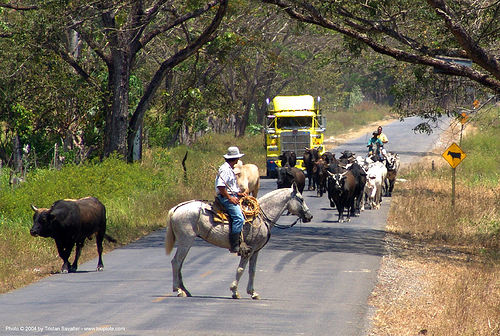 cattle on road - truck, artic, articulated lorry, cattle on road, costa rica, cowboy, horse, horseback riding, semi truck, semi-trailer, tractor trailer