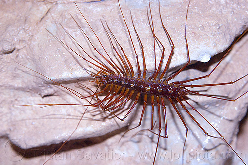 cave centipede - thereuopoda longicornis, borneo, brown, cave centipede, cave-dwelling, caving, chilopoda, clearwater cave system, clearwater connection, closeup, gunung mulu national park, long-legged centipede, malaysia, myriapoda, natural cave, orange, red, rusty, scutigeromorpha, southeast asia, spelunking, thereuopoda longicornis, wildlife