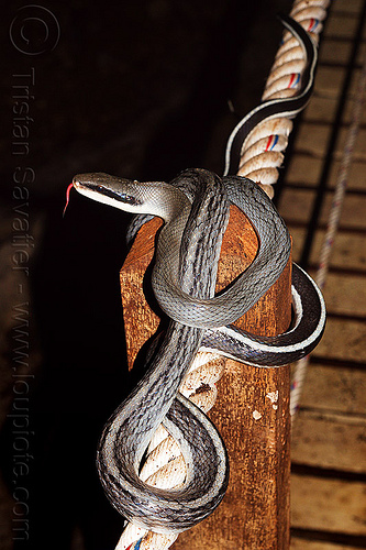 cave racer snake (borneo), beauty rat snake, borneo, cave-dwelling, caving, coiled, elaphe taeniura grabowskyi, gunung mulu national park, hand rail, lang cave, malaysia, natural cave, orthriophis taeniurus, racer snake, rope, spelunking, wildlife