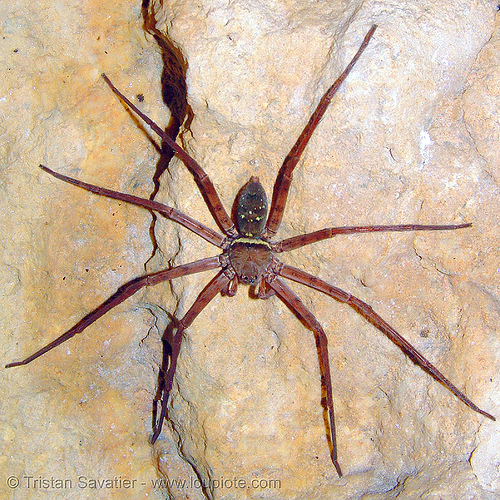 cave spider - huntsman spider - sparassidae, cat ba island, cave spider, closeup, cát bà, giant crab spider, huntsman spider, pisauridae, sparassidae, troglobite, wildlife