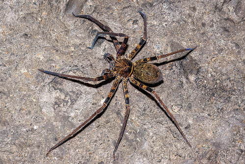 cave spider - sulawesi, cave spider, wildlife