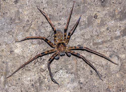 cave spider - sulawesi, cave spider, wildlife