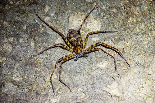 cave spider - sulawesi, cave spider, wildlife