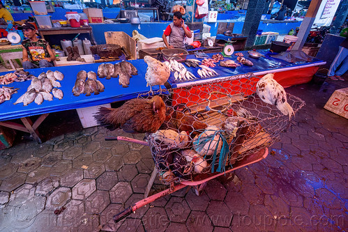 chicken and fish at the rantepao marker, birds, chicken, poultry, tana toraja, woman