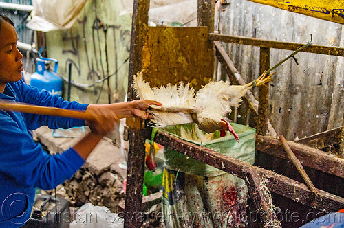 chicken beaten alive for pinikpikan (philippines), baguio, battered, beaten, beating, chicken, pikpik, pinikpikan, poultry, slaughtering, stick