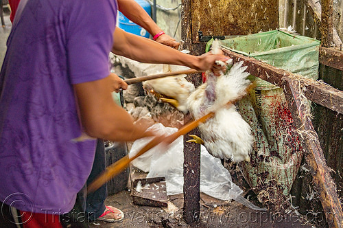 chicken beaten alive for pinikpikan (philippines), baguio, battered, beaten, beating, chicken, philippines, pikpik, pinikpikan, poultry, slaughtering, stick