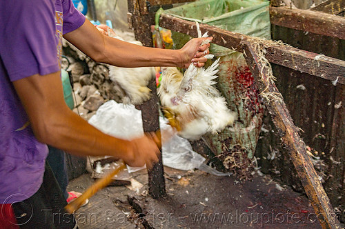 chicken beaten alive for pinikpikan (philippines), baguio, battered, beaten, beating, chicken, philippines, pikpik, pinikpikan, poultry, slaughtering, stick
