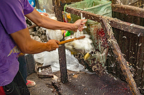 chicken beaten alive for pinikpikan (philippines), baguio, battered, beaten, beating, chicken, pikpik, pinikpikan, poultry, slaughtering, stick