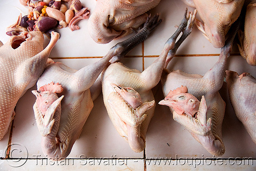 chicken on the market (laos), chickens, laos, poultry