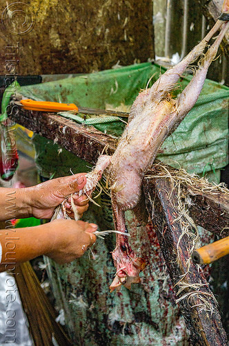 chicken plucking (philippines), baguio, chicken, pinikpikan, plucked, plucking, poultry, slaughtering