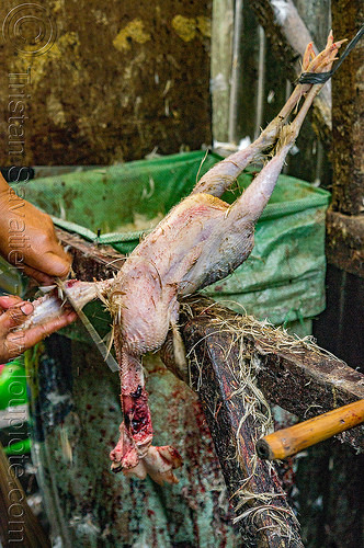 chicken plucking (philippines), baguio, chicken, pinikpikan, plucked, plucking, poultry, slaughtering