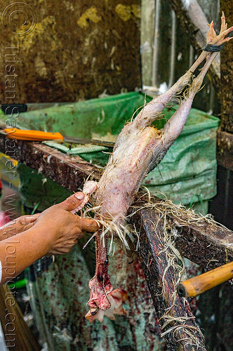 chicken plucking (philippines), baguio, chicken, pinikpikan, plucked, plucking, poultry, slaughtering