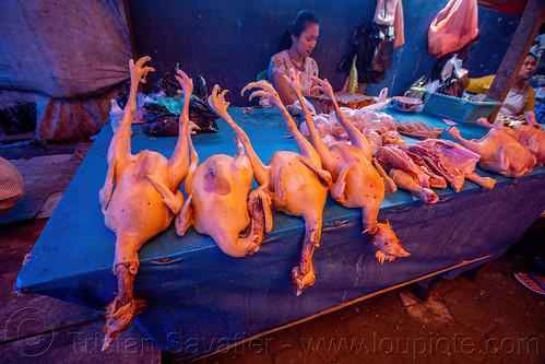 chicken sold at rantepao market, birds, chicken meat, meat market, poultry, tana toraja, woman