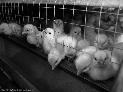 chicks in cage, baby animal, baby chicken, birds, cage, chicks, costa rica, poultry