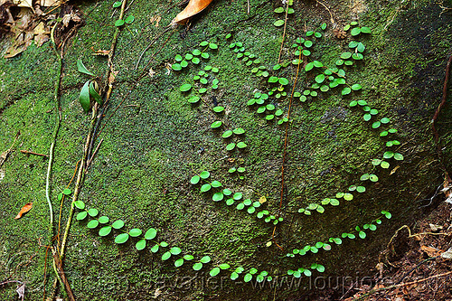 climbing vine on mossy rock, borneo, climbing plants, creeper plants, gunung gading, leaves, malaysia, moss, mossy, rock, unidentified plant, vine