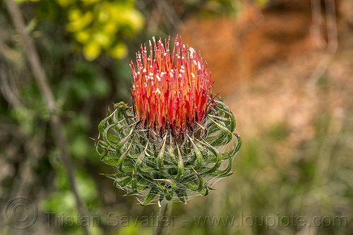 cobweb thistle flower (california), pinnacles national park, plants, wild flower