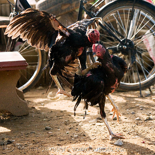 cockfighting - gamecocks fight training (laos), birds, cock fight, cock-fighting, cockbirds, fighting roosters, gamecocks, luang prabang, poultry