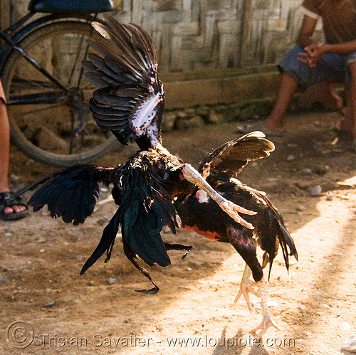 cockfighting - luang prabang (laos), birds, cock fight, cock-fighting, cockbirds, fighting roosters, gamecocks, luang prabang, poultry