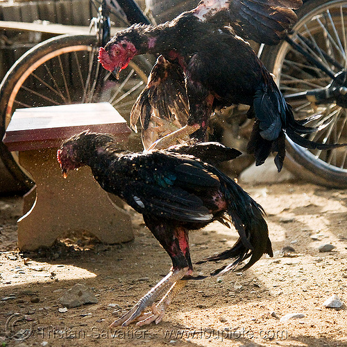 cockfighting - luang prabang (laos), birds, cock fight, cock-fighting, cockbirds, fighting roosters, gamecocks, luang prabang, poultry