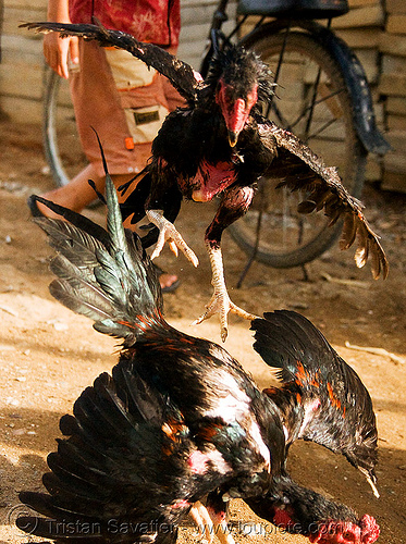 cockfighting - luang prabang (laos), birds, cock fight, cockbirds, cockfighting, fighting roosters, gamecocks, laos, luang prabang, poultry