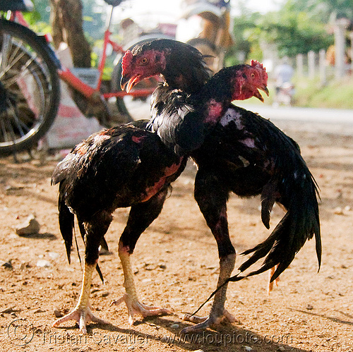 cockfighting - luang prabang (laos), birds, cock fight, cock-fighting, cockbirds, fighting roosters, gamecocks, luang prabang, poultry