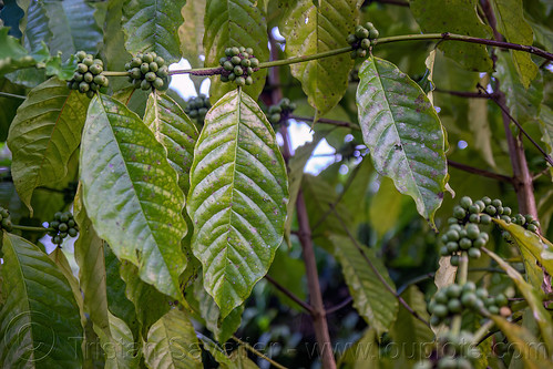 coffee plant with green coffee fruits, coffee fruits, coffee plant