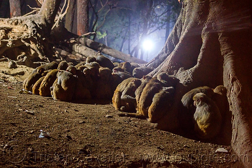 colony of macaque monkeys sleeping on the ground (nepal), macaque, monkey, night, sitting, sleeping, wildlife