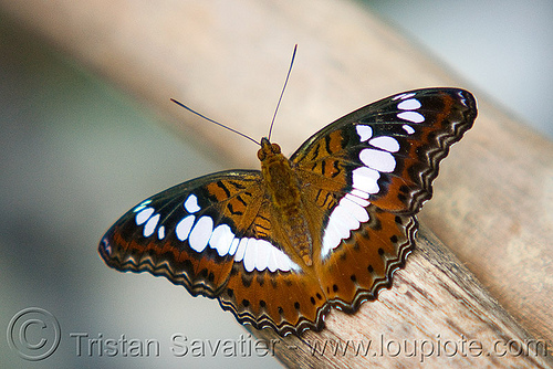 commander butterfly - moduza procris - nymphalidae, butterfly, commander, insect, moduza procris milonia, nymphalidae, wildlife