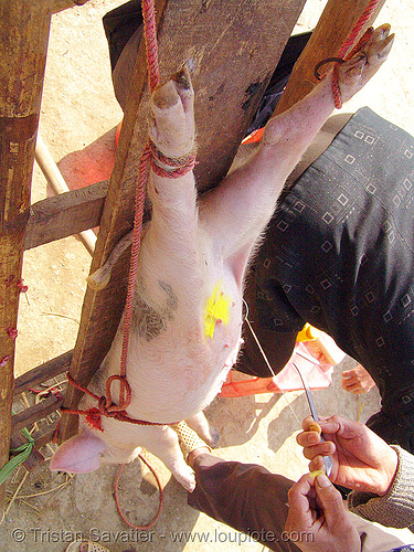 country veterinarian spaying a piglet (vietnam), neutering, pig, piglet, pink, spay, spaying, surgery, veterinarian, veterinary
