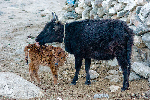 cow and her calf - baby cow (nepal), baby animal, baby cow, calf, fur, furry, ladakh, mother, spangmik