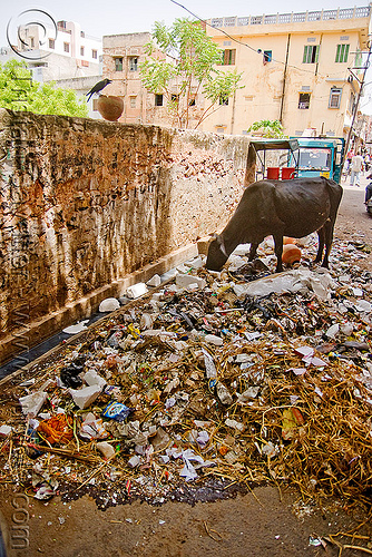 cow attempting to recycle trash full of plastic - jaipur (india), environment, garbage, jaipur, plastic trash, pollution, single use plastics, street cow