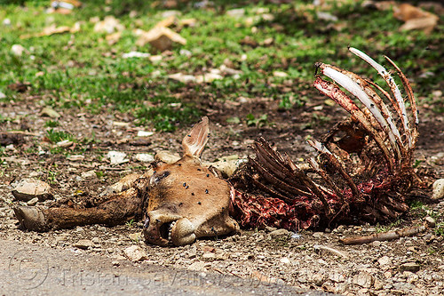 cow carrion - dead cow carcass (india), carcass, carrion, dead cow, decomposing, flies, head, rib cage, ribs, roadkill, skeleton, spine