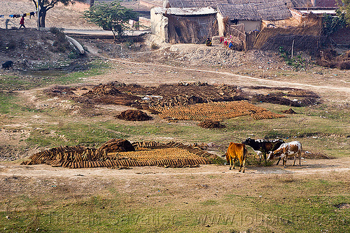 cow dung drying in a field (india), cow manure, cow pats, cow pies, cows, dried cow dung, dry cow dung, drying, field, gobar, khande