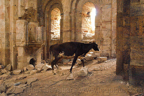 cow in the otkhta monastery - dört church - georgian church ruin (turkey country), byzantine, cow, dort church, dört kilise, georgian church ruins, orthodox christian, otkhta ecclesia, otkhta monastery